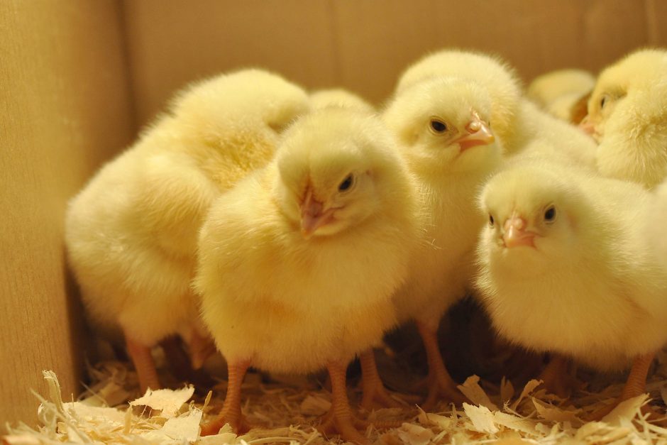 Day old chicks