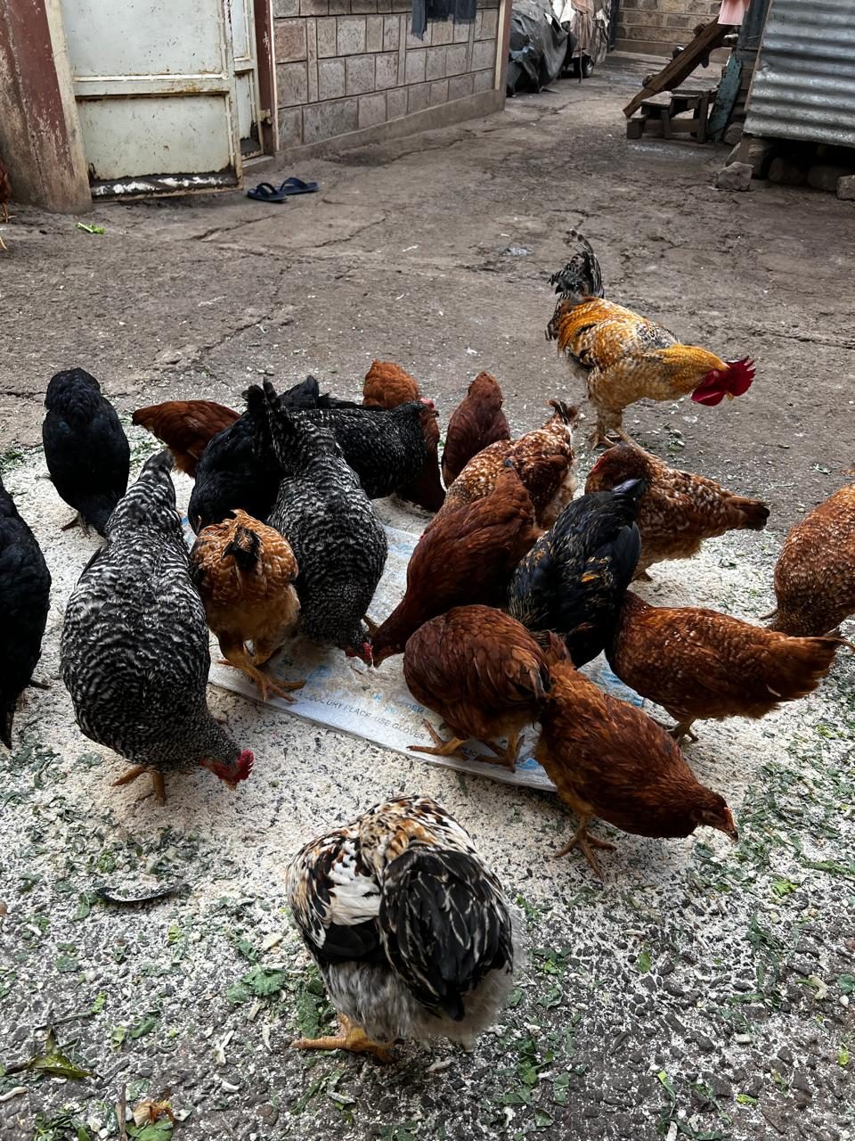 Kienyeji chicken