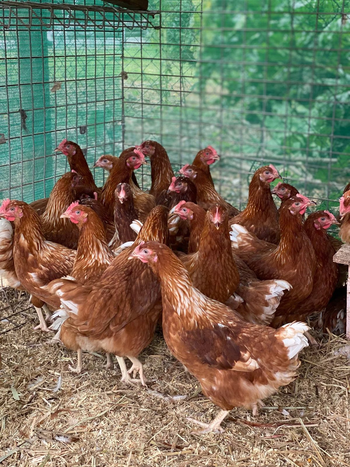 Point of lay hens